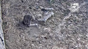 139K views · 6.5K reactions | Renji our snow leopard doesn't mind this weather a bit. In fact, she flippin' loves it! | Cincinnati Zoo & Botanical Garden | Facebook