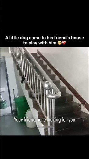 A little dog came to his friend's house to play with him 🥹❤️‍🩹
