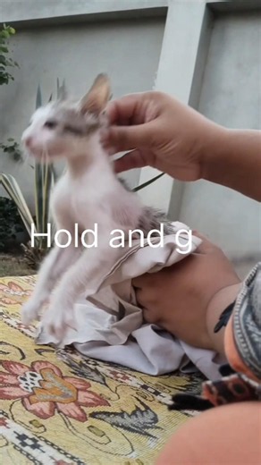 The way to dry the kitten after bathing. Back neck grip like his mother cat does. #catshorts #pets