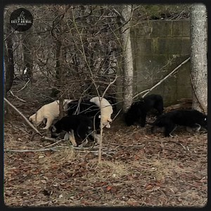 Hope for Eleven: Rescued Puppies on Their Journey to Recovery—[Full story in cᴑmments]👇 | Daily Animal Stories