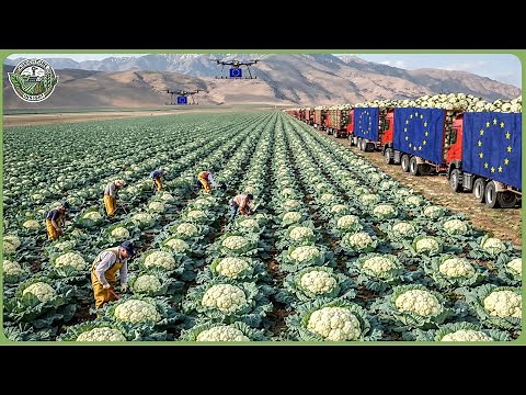 How European Farmers Make Billions from Agriculture – Modern Farming at Massive Scale
