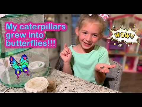 BUTTERFLY KIT | Caterpillars to Butterflies | Watch Me Grow My Butterflies!