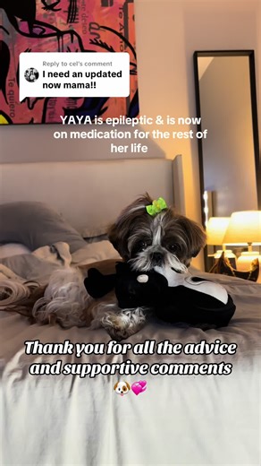YAYA's Update on Managing Canine Epilepsy