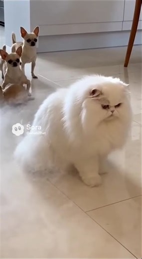 The Fluffiest Cat Defense: Persian Cat SHAKES OFF Chihuahua Attack #fluffbomb #funnycat