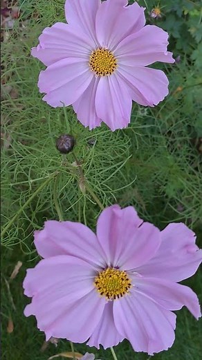 Light pink cosmos flowers bring a sense of peace