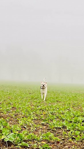 Bestes Model 😂😜❤️#pappsack #quatschkopf #hundeliebe #belloundmia | Bello&Mia