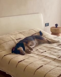 Fluffy Wool Blanket Organic Bedding Decor Scandinavian Wool Blanket Queen Scandinavian King’s Blanket Hutsul Sheep Wool Liznick Wool Throw - Etsy