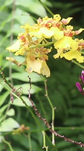 Dancing Lady Orchid Bunga Anggrek Dengan Bunga kecil warna kuning cerah #suasanayangindah #alam