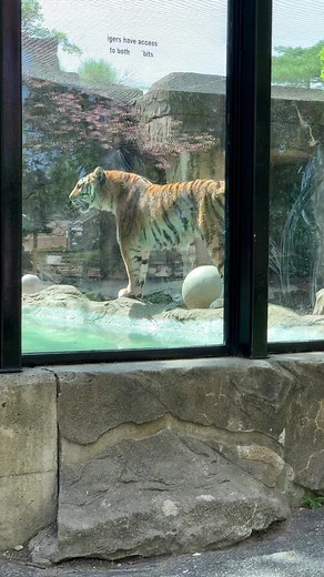 159K views · 6.1K reactions | Big kitty meow! People know lions roar, but did you know tigers and other big cats can be vocal too? Big cats use roars, purrs, growls, and chirps to establish territory, search for a mate, or just to express themselves. Morgana often “talks” like this when the keepers clean her room behind-the-scenes! | Potawatomi Zoo | Facebook