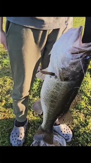 Monster Bass on a Live Shiner! #bassfishing #lakefishing #fishing