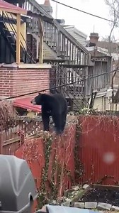 64K views · 574 reactions | 'BEAR WATCH!' A Delaware resident could hardly believe his eyes when a black bear climbed right up to his back door. The unusual sighting comes after drivers in the area reported seeing a bear crossing major highways earlier this week. https://abcn.ws/2PhIK97 | ABC News | Facebook