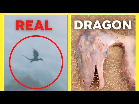 10 Real Life Dragons Caught on Camera You Won't Believe The Last One #RealDragonsCaughtOnCamera #usa