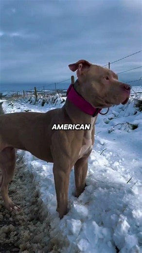 Top 3 Dogs Built to Face Real Danger