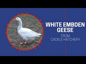 Flock of White Embden Geese | Cackle Hatchery
