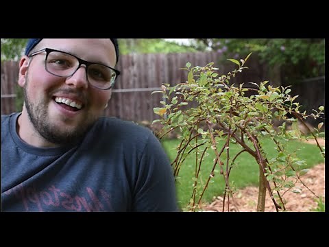 Planting A Dwarf Weeping Pussy Willow Tree // The Humble Gardener