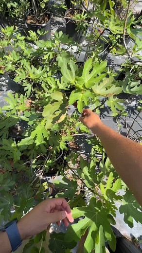 The Olympian Fig – a sweet, succulent classic with ancient roots and a flavor worthy of the gods. 🌿🍇 Perfect for fresh eating, drying, or adding richness to your garden harvest. | Zill High Performance Plants