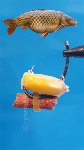 The Monster Carp Rig You Need to Try ASAP! #shorts