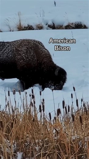 Snowmobiling season is almost over, but we saw some pretty incredible things on our adventures! Watch this video to see our top seven sights. ❄️ 🏔️ Learn more about Gary Fales Outfitting Snowmobile Tours and plan your trip now before it's too late: https://bit.ly/3BCkdER | Cody Yellowstone