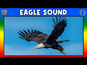 🦅 EAGLE SOUND - EAGLE SOUND EFFECT - SOUND OF EAGLE - NOISE OF EAGLE