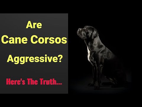 Are Cane Corsos Aggressive? Here's The Truth...