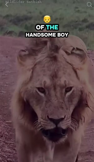 Look at those eyes and face DEFINITELY LORKULUP BABY BOY❤️❤️❤️❤️❤️‍🩹#lions #wildlife #wildlifephotography #rongairockers #dubomtoto