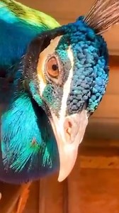 ‼PEACOCKS AVAILABLE‼#available #instagood #peacock #peacockfeathers...