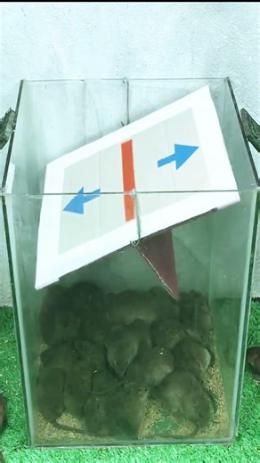 Simple but deadly effective mouse trap cage #mousetrap #mouse #diy #rat #pestremoval #animals