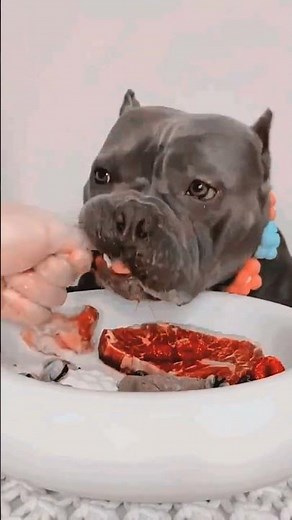 ASMR: Cute Puppy Eating Crunchy Snacks 🦴