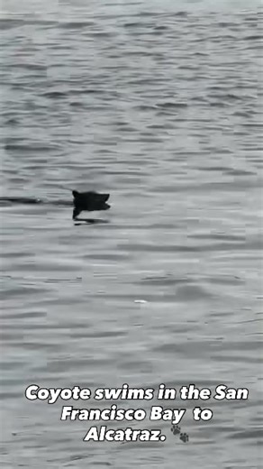 Coyote Swims to Alcatraz: A Rare Encounter