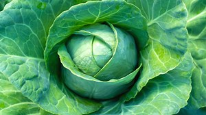 9 Gardening Mistakes To Avoid While Growing Cabbage
