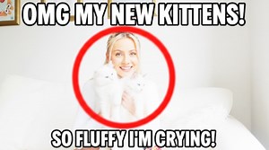 Meet Our Adorable Ragdoll Kittens in Their New Home!