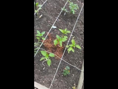 Garden Twine for Tomato Plants & Tying (Strong & Easy to Use)