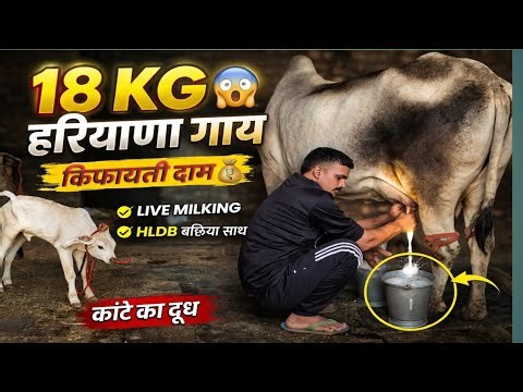 कांटे के तोल पर,18 किलो दूध की शानदार हरियाणा गाय ||किफायती दाम पर,नीचे HLDB की बछिया||LIVE MILKING