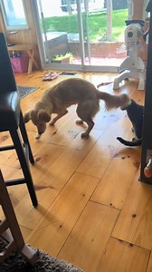 two cats and a dog, not a scratch on the mouse #mouse #fail | Papay Cat