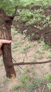 166K views · 1.2K reactions | Here is an example of what happens when you shred, mulch , clear or chain without root plowing after. You can have a little regrowth like seen here but have a bigger much more mature root system still allowing the regrowth to flourish. | Hebbronville Machine Shop | Facebook