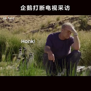 麦哲伦企鹅蜜汁操作：接力打断BBC Earth采访（doge狗头）