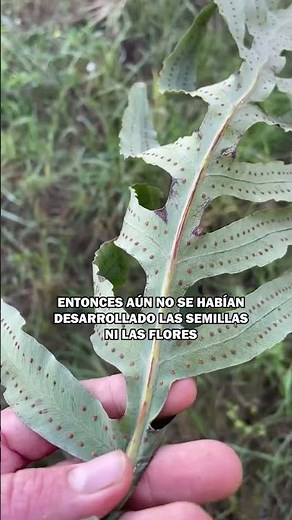 Flowers on ferns 🌱 How do #ferns reproduce? #spores