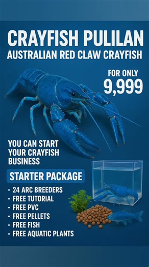 ✨ START YOUR OWN CRAYFISH BUSINESS TODAY! ✨ Dreaming of a side hustle or full-time business na kumikita weekly? 👀 Now is the PERFECT time to start your Crayfish Business — and we made it easier for you! 🦞 CRAYFISH PULILAN – AUSTRALIAN RED CLAW STARTER PACKAGE For only ₱9,999, you can begin your crayfish breeding journey with complete inclusions! ✅ 24 ARC Breeders (High-quality & ready for breeding) ✅ Free Tutorial – Learn how to care, breed & earn! ✅ Free PVC Hides ✅ Free Crayfish Pellets ✅ Fr