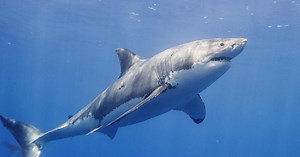 Why and how often do shark attacks happen?