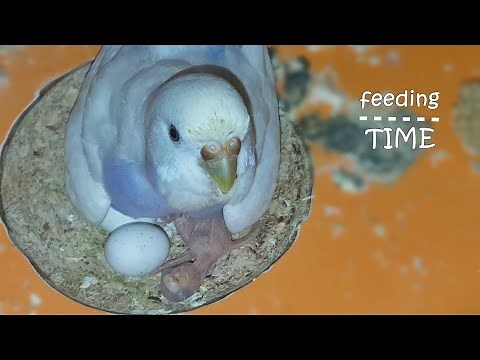 How budgies feed their babies | hatching time