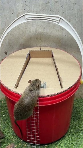 perangkap tikus terbaik di dunia/easy Mouse trap