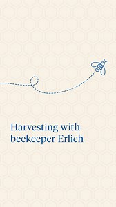 493K views · 10K reactions | Originally from the Philippines, beekeeper Erlich has a passion for all things bee and beekeeping-related. Here you can see (and hear!) how excited he and the team are about how much delicious Mānuka honey these hives are holding. Lots of our hives contain so much honey they can be hard to break apart!  We're very lucky to have passionate and hard-working beekeepers on our team, such as beekeeper Erlich  #LiveFromTheHive | Manuka Health | Facebook