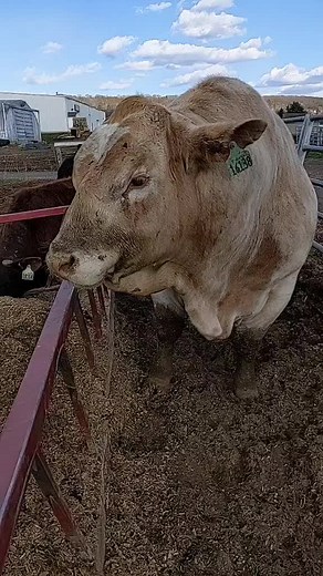 Understanding Herd Bull Behavior and Eating Habits