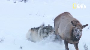 17K views · 289 reactions | Les loups font partie des rares animaux actifs tout l'hiver et sont des bien meilleurs chasseurs en meute. | Nat Geo Wild France | Facebook