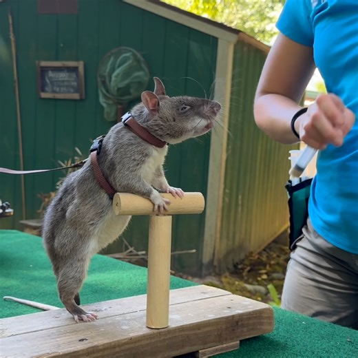 Capri and Sun are East African savannah pouched rats, a species known throughout the world for its smarts, size and sense of smell. | Oregon Zoo