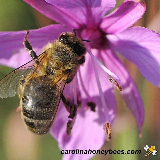 How Long do Bees Live?-A Guide to Honeybee Lifespan- Carolina Honeybees