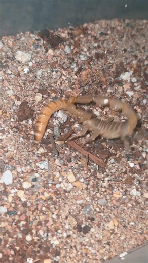 ⚠️ Dangerous scorpions❗️14 Seconds of Pure Venom | Androctonus bicolor & amoreuxi