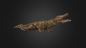 Crocodile - 3D model by llllline