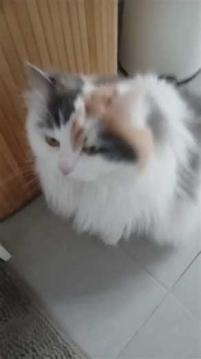 Java dans la salle de bain