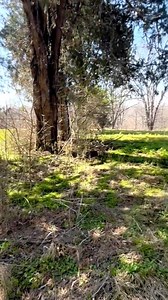 200K views · 2.3K reactions | Pioneer Dogs are best for Rabbit Hunting. #nazhuntingclubkhadhar #rabbit #pointerdog #doglover #dogsofinstagram | Naz Hanting Club Khadhar | Facebook